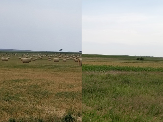 Pictured on the left is hard red winter new crop in north-central South Dakota that was baled because the drought stunted its growth. Farmers and ranchers have baled it because it is worth more to them as feed since most of their pastures are dried up. The picture on the right is of a field of new-crop corn 2 1/2 miles west of Gettysburg, South Dakota, that was damaged by a June 24 frost. The brown-colored patch behind the green patch is all frost-damaged corn. (Photo by Tim Luken, manager of Oahe Grain in Onida, South Dakota)